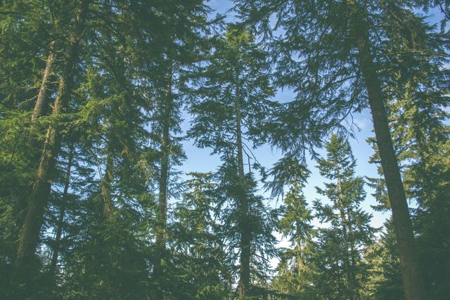 Captures view looking up at tall, lush green pine trees in a forest with clear blue sky. Perfect for projects related to nature, tranquility, outdoors, and environmental conservation. Suitable for backgrounds in presentations, websites, and nature-related publications.