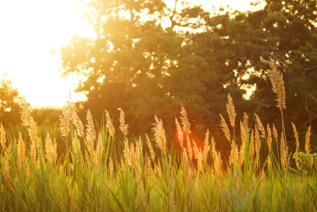 Golden sunset illuminating wild grass, creating a peaceful and serene atmosphere. Ideal background for nature-themed content, environmental promotions, relaxation imagery, or editorial use highlighting natural beauty.