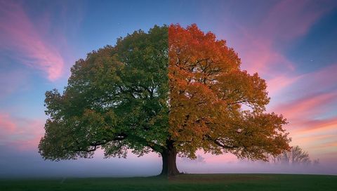 Oak tree showing dual season green and orange canopy in misty meadow