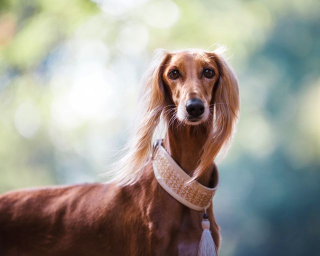 This image depicts a close-up of a Saluki dog. The dog has long, silky fur and is wearing a decorative collar. The background features out-of-focus natural scenery, creating a pleasant and serene atmosphere. This image is suitable for use in pet-related promotions, blogs, and articles highlighting dog breeds, pet care, and the beauty of nature.