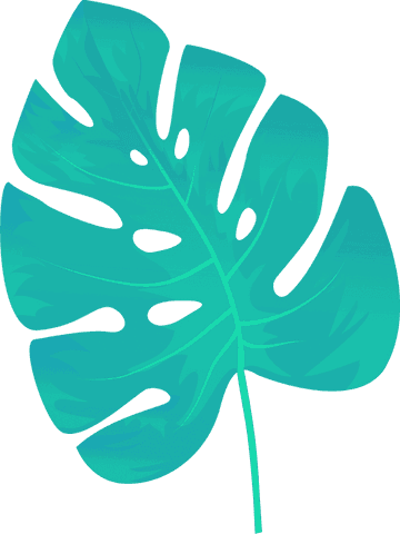 Stylized Monstera Leaf Illustration on Transparent Background