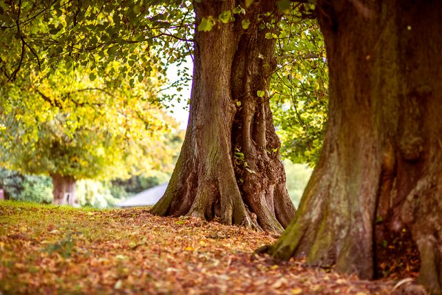 Capturing tall trees with vibrant autumn leaves creating a tranquil scene in a park. Ideal for themes related to nature, fall season, outdoor leisure, relaxation, and scenic backgrounds.