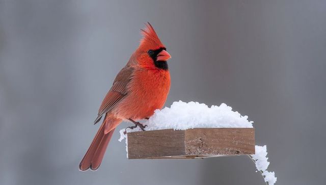 Male northern cardinal perching on snow-covered feeder showing bright red crest