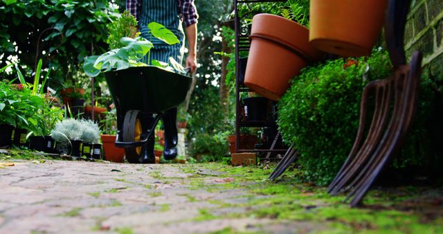 Garden scene with a person pushing a wheelbarrow filled with lush green plants. Several plant pots and gardening tools are seen. Perfect for topics on gardening, horticulture, or healthy outdoor activities. Useful for lifestyle articles, gardening blogs, and nature-themed content.