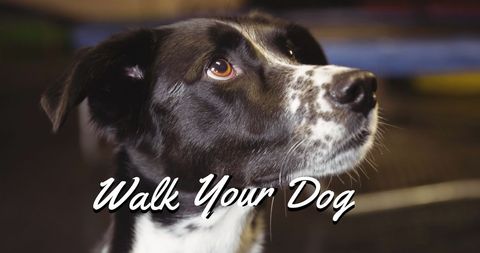Loyal Black and White Dog Encouraging Walks - Download Free Stock Images Pikwizard.com