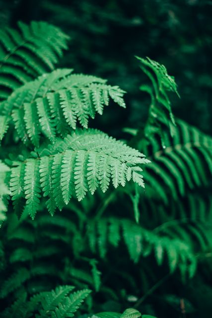 Bright green fern with detailed fronds growing in natural forest. Suitable for nature blogs, eco-friendly posters, outdoor adventure promotions, botanical studies, gardening materials, or natural textures for design projects.