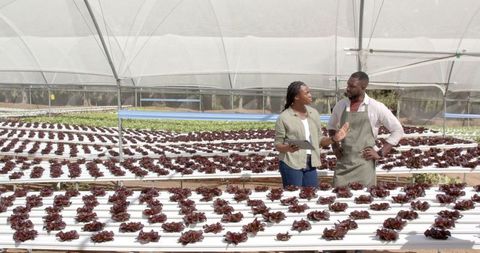 Two Farmers Discussing Crop Growth in Hydroponic Greenhouse Farm