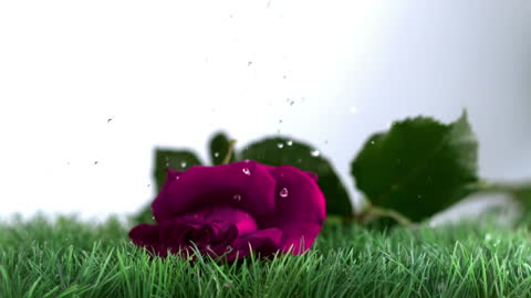 Pink Rose Falling on Green Grass in Slow Motion