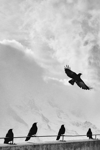 Black birds perching on railing while one bird takes flight against a backdrop of snowy mountains and cloudy sky. May be used in themes related to nature, wildlife observation, winter, solitude, or environmental settings. Suitable for print, digital media, and educational materials.