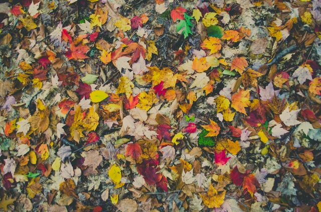 Vibrant fallen autumn leaves covering the ground. Ideal for seasonal backgrounds, nature-themed designs, and fall-related promotions. Provides a warm, earthy aesthetic suitable for posters, websites, and greeting cards emphasizing autumn.