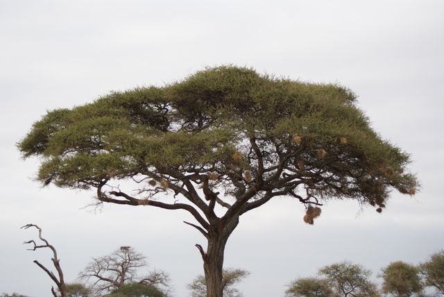The image showcases a lone acacia tree standing tall in an African savannah. The tree features multiple bird nests hanging from its branches, indicative of a thriving bird community. Ideal for articles or websites discussing African wildlife, natural habitats, ecology studies, ornithology, or environmental conservation. Also suitable for use in travel blogs focusing on African landscapes.