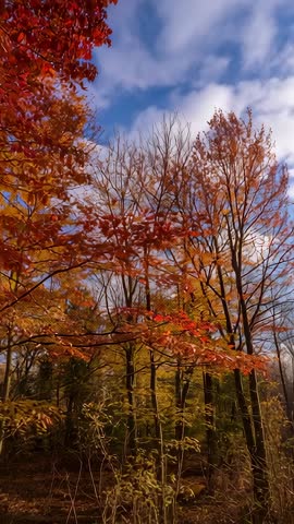 Vertical video panning through autumn forest canopy with red and orange foliage and clouds