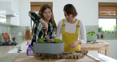 Diverse friends potting herbs in bright modern kitchen collaborating on indoor gardening