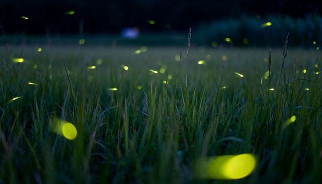 Fireflies dancing over meadow at dusk creating glowing trails, bokeh and ethereal glow
