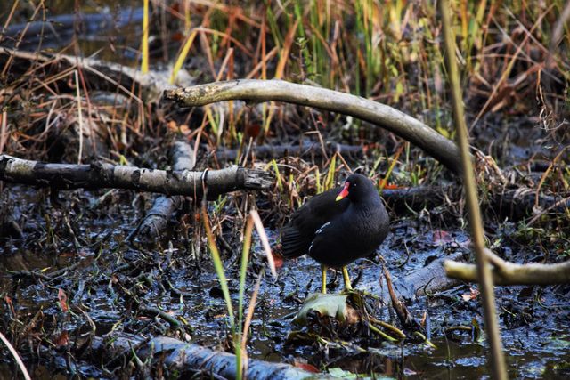 Common Gallinule Standing Amid Wetland Vegetation - Download Free Stock Images Pikwizard.com