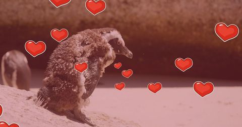 Adorable Penguin Pair with Floating Heart Icons