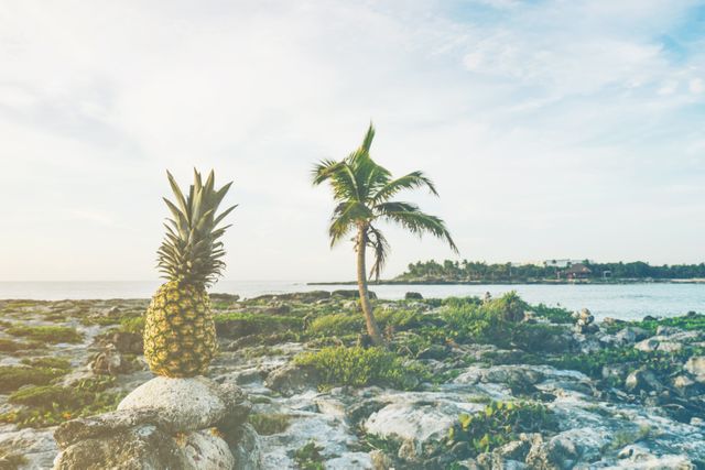 Pineapple resting on a rock by a tropical beach with a lone palm tree and distant horizon during sunset. Suitable for promoting travel destinations, tropical vacations, nature retreats, beachside resorts, healthy living, summer getaways, and exotic fruits. Ideal for travel blogs, vacation brochures, tropical themed events, and nature websites.