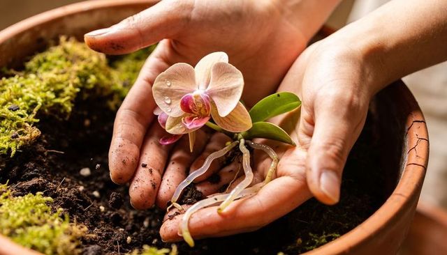 Hands cradling pink phalaenopsis with aerial roots in terracotta pot closeup repotting