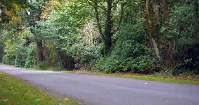 Scene shows empty road winding through dense, green forest with some autumn colors. Useful for themes related to nature, travel, tranquility, walking, forest pathways, outdoor activities, and scenic beauty.