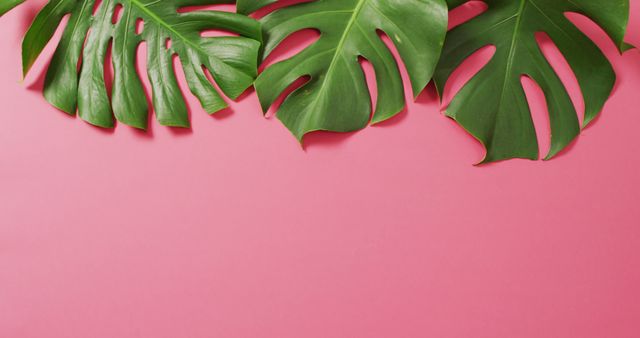 Green monstera plant leaves on pink background with copy space - Download Free Stock Photos Pikwizard.com