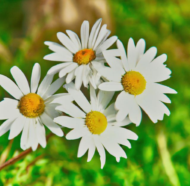 Close-up capture of white daisies with yellow centers blooming against a lush green background. Ideal for use in gardening blogs, springtime promotions, nature websites, or floral design inspiration.