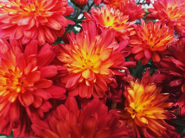 Bright Red and Yellow Chrysanthemums in Full Bloom - Download Free Stock Photos Pikwizard.com