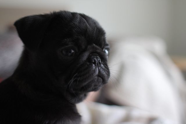 Profile of a cute black pug puppy with a soft focus background. Ideal for pet-related content, including blogs, social media posts, and advertisements for pet products.