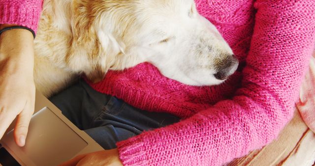 Golden Retriever resting head on owner's lap while owner wearing warm, pink sweater. Perfect for depicting human-animal bond, pet comfort, cozy and intimate moments with pets. Ideal for advertisements related to pet care, lifestyle blogs, social media posts about pets, or websites promoting pet products.