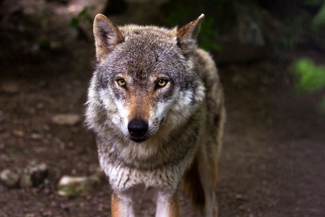 Animal eyes wolf view - Download Free Stock Photos Pikwizard.com