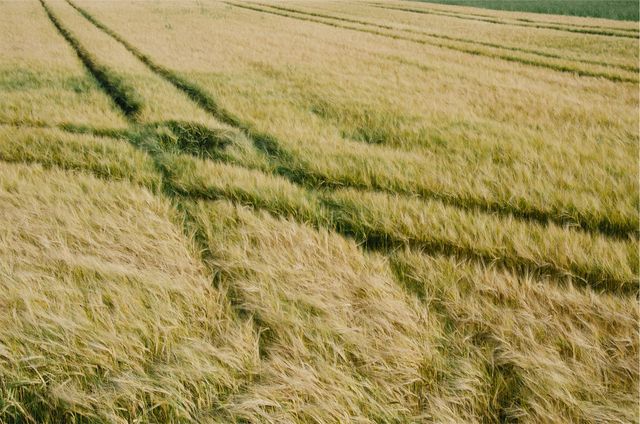 Wheat Field with Tractor Tracks on Sunny Day - Download Free Stock Images Pikwizard.com