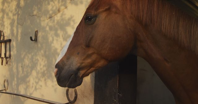 Close-up of chestnut horse standing in stable, with sunlight casting shadows on wall. Ideal for use in agricultural publications, equestrian blogs, and farm lifestyle marketing materials.