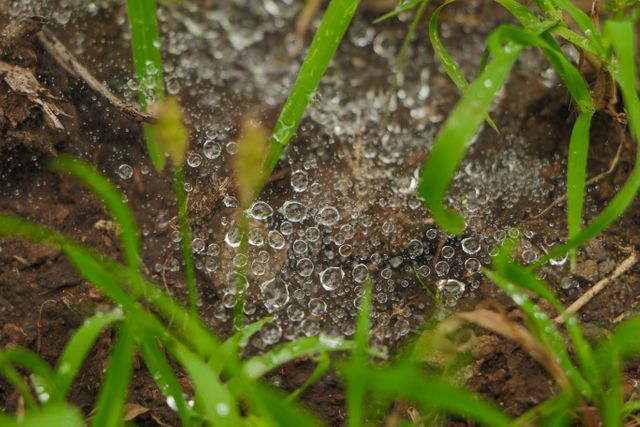Dew drops glistening on green grass and earthy soil in morning light. Perfect for use in gardening blogs, nature magazines, environmental awareness campaigns, and outdoor adventure promotions.