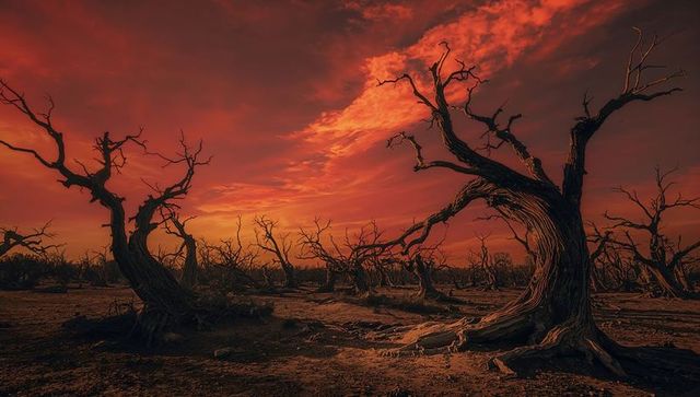 Twisted dead trees in dramatic sunset over arid desert