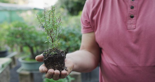 Close-up of gardener holding plant with soil in outdoor garden - Download Free Stock Images Pikwizard.com