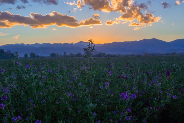 Vibrant sunset behind a mountainous landscape with a field of purple wildflowers in the foreground. Ideal for use in nature-themed projects, travel blogs, environmental conservation materials, or calming wallpaper backgrounds due to its serene and picturesque setting.