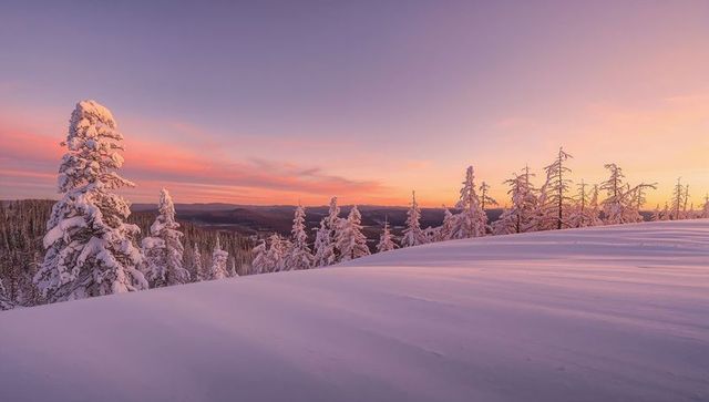 Pastel sunrise over snow-covered subalpine slope with frosted pine trees and calm vista