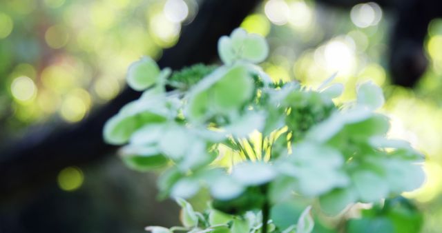 Close-up of vibrant green leaves and delicate white flowers, with copy space. Nature's beauty is captured in the soft focus and bokeh background, highlighting the tranquility of a garden.