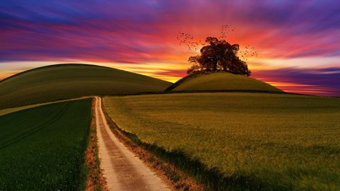 Winding Country Road Leading to Lone Tree on Hill under Fiery Multicolor Sunset