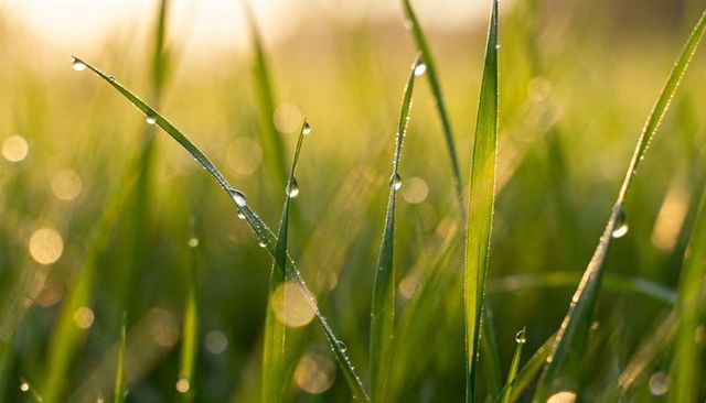 Dew-covered grass blades at sunrise with golden backlight, soft bokeh, morning dew macro