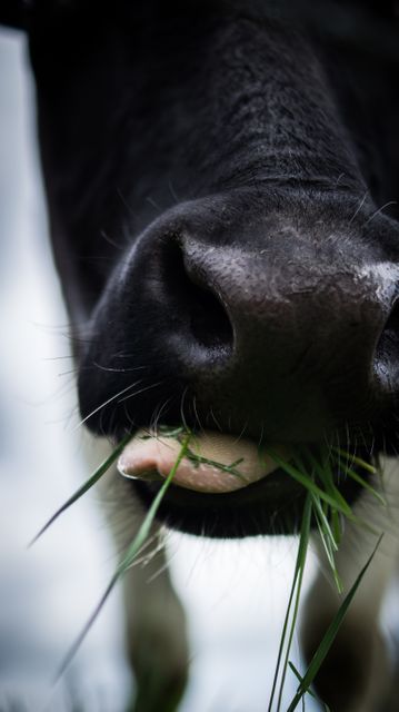 Close-Up of Cow's Nose Eating Fresh Green Grass Outdoors - Download Free Stock Images Pikwizard.com
