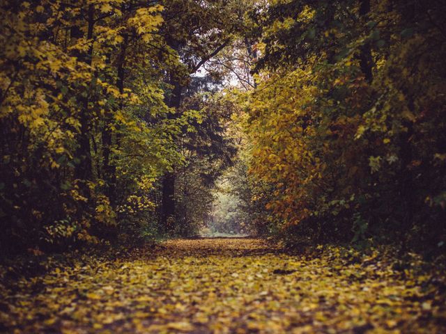 Beautiful autumn forest path scene featuring fallen leaves and serene surroundings. Ideal for use in travel brochures, nature magazines, websites related to hiking or outdoor activities, posters, and seasonal greeting cards conveying tranquility and natural beauty.