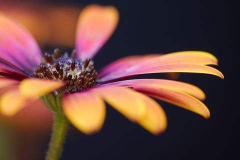 Vibrant petals of gazania in close-up
