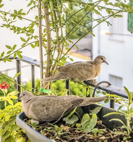 Peaceful turtledove resting amongst greenery on balcony
