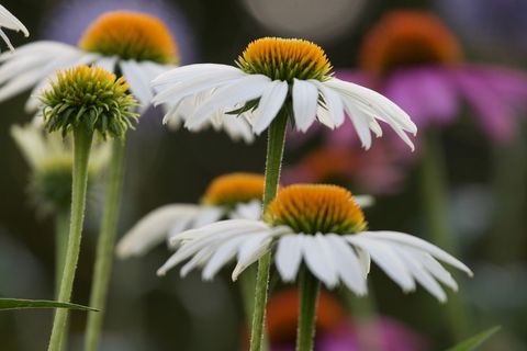 White Coneflowers Blooming with Orange Centers in Soft-Focused Summer Garden