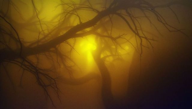 Twisted Tree Silhouette During Misty Night