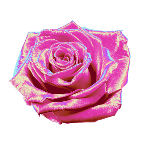 Stylized Neon Rose Bloom on Transparent Background