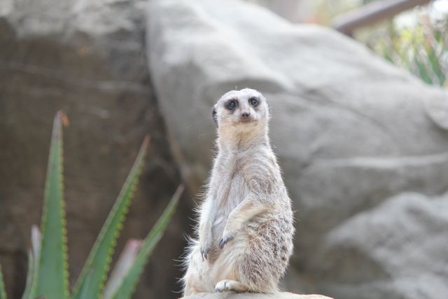 A meerkat is standing alert on a rock in its natural habitat, surrounded by desert plants and rocky terrain. Great for use in educational materials about wildlife, animal behavior studies, or promoting zoo visitations and nature documentaries.