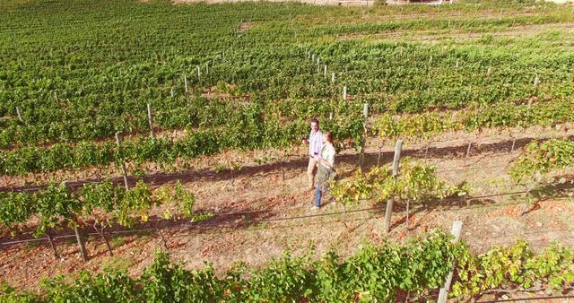 Drone image of couple walking in wine farm