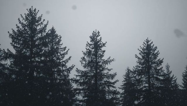 Moody winter fir silhouettes rising under soft snowfall