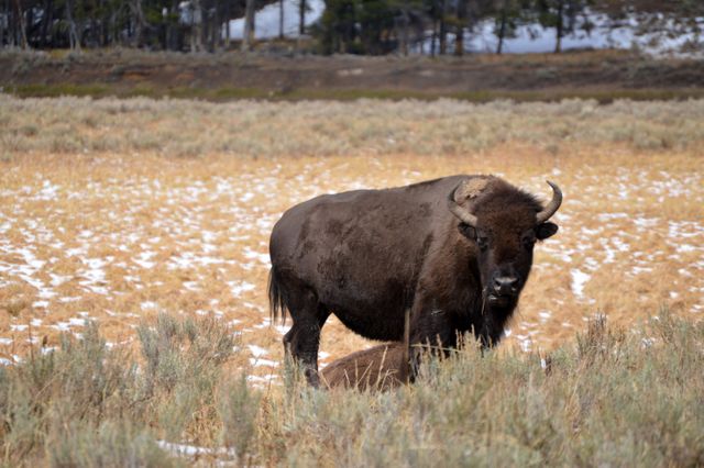 Wild bison standing in a snowy field during winter. Ideal for nature and wildlife themes. Showcase in educational material, documentaries, or blog posts about wildlife and natural habitats.